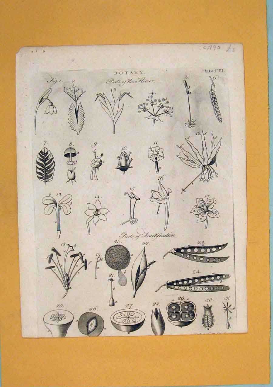 Original Old Antique Print Botany Parts Flora Fauna Flower Colour C1790 18th