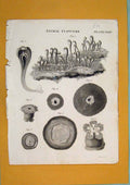 Original Old Antique Print Animal Flora Fauna Flower Fine Art C1840 Victorian