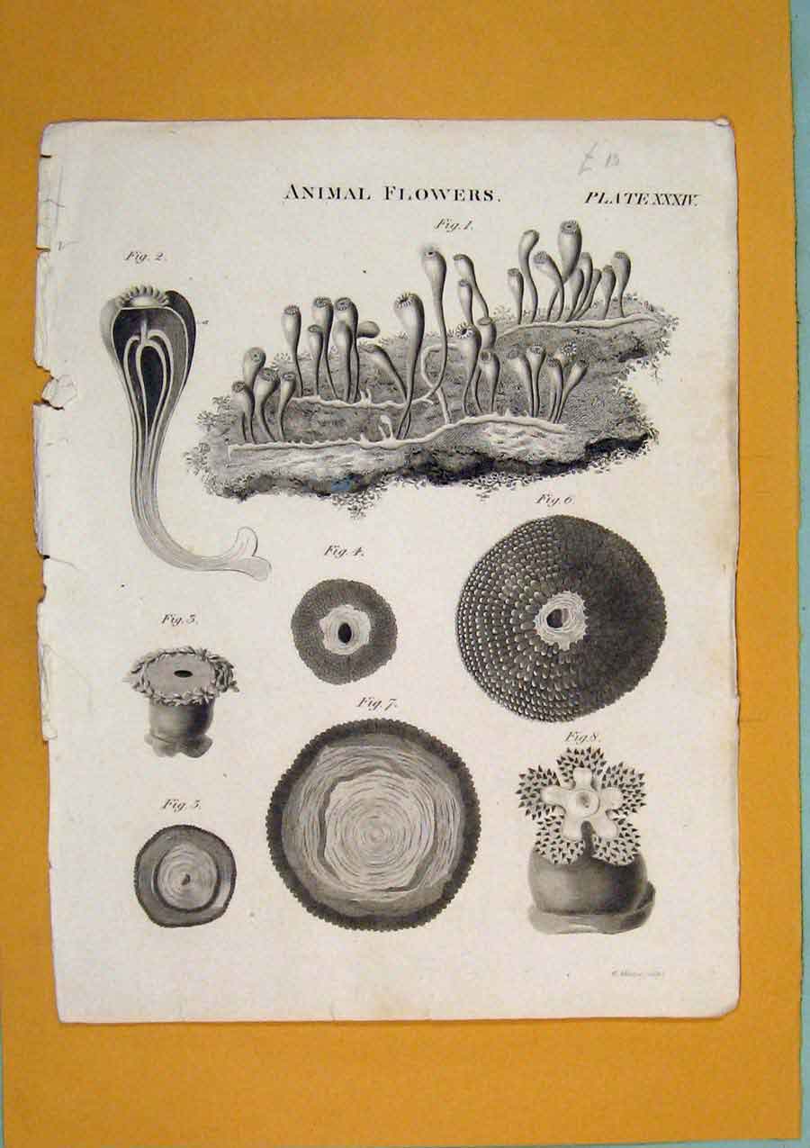 Original Old Antique Print Animal Flora Fauna Flower Fine Art C1840 Victorian