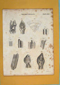 Original Old Antique Print Vegetable Flora Fauna Flower Fine Art C1800 19th