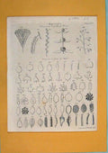 Original Old Antique Print Botany Flora Fauna Fine Art C1790 18th Century