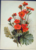 Original Old Antique Print Geum Miniatum Colour C1880 19th Century
