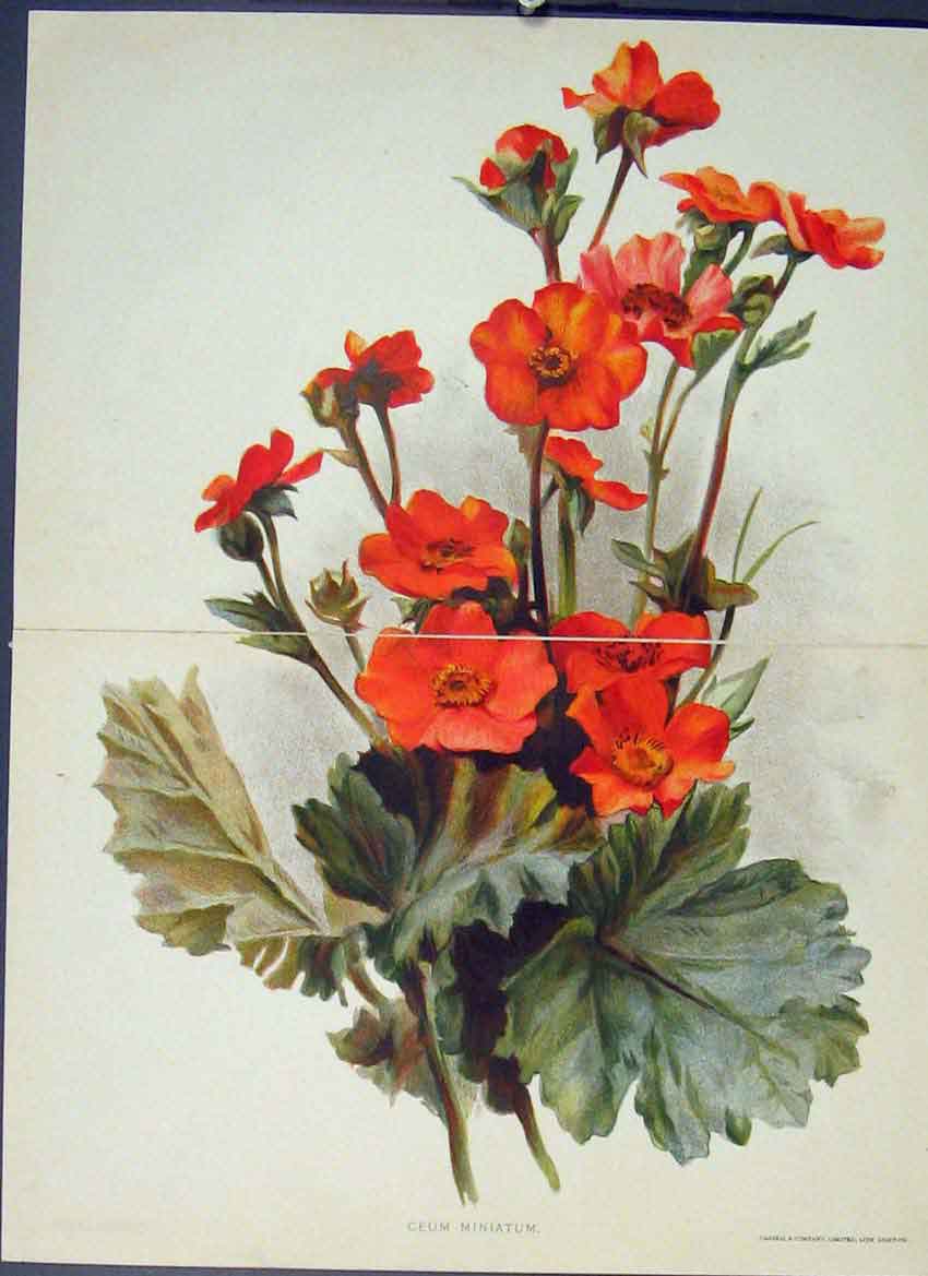Original Old Antique Print Geum Miniatum Colour C1880 19th Century