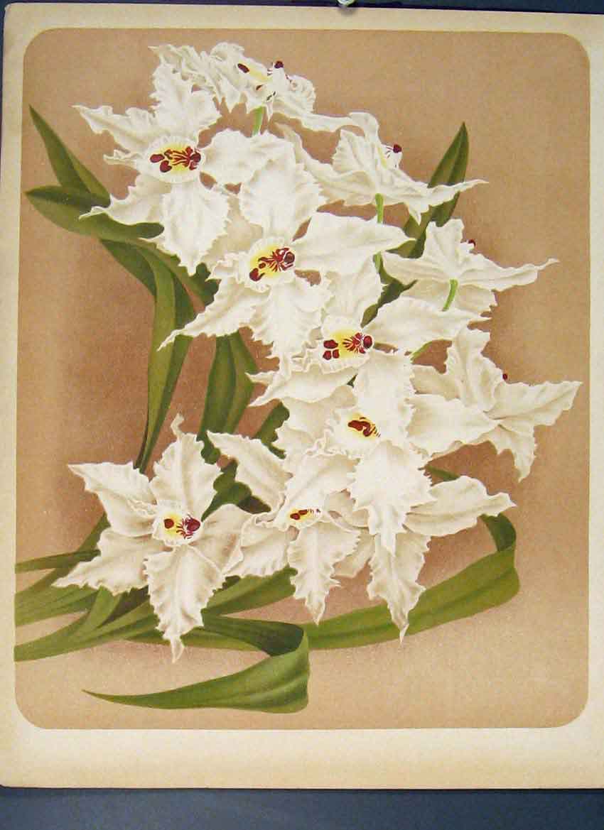 Original Old Antique Print Horticulture Flower Plant Colour C1880 19th