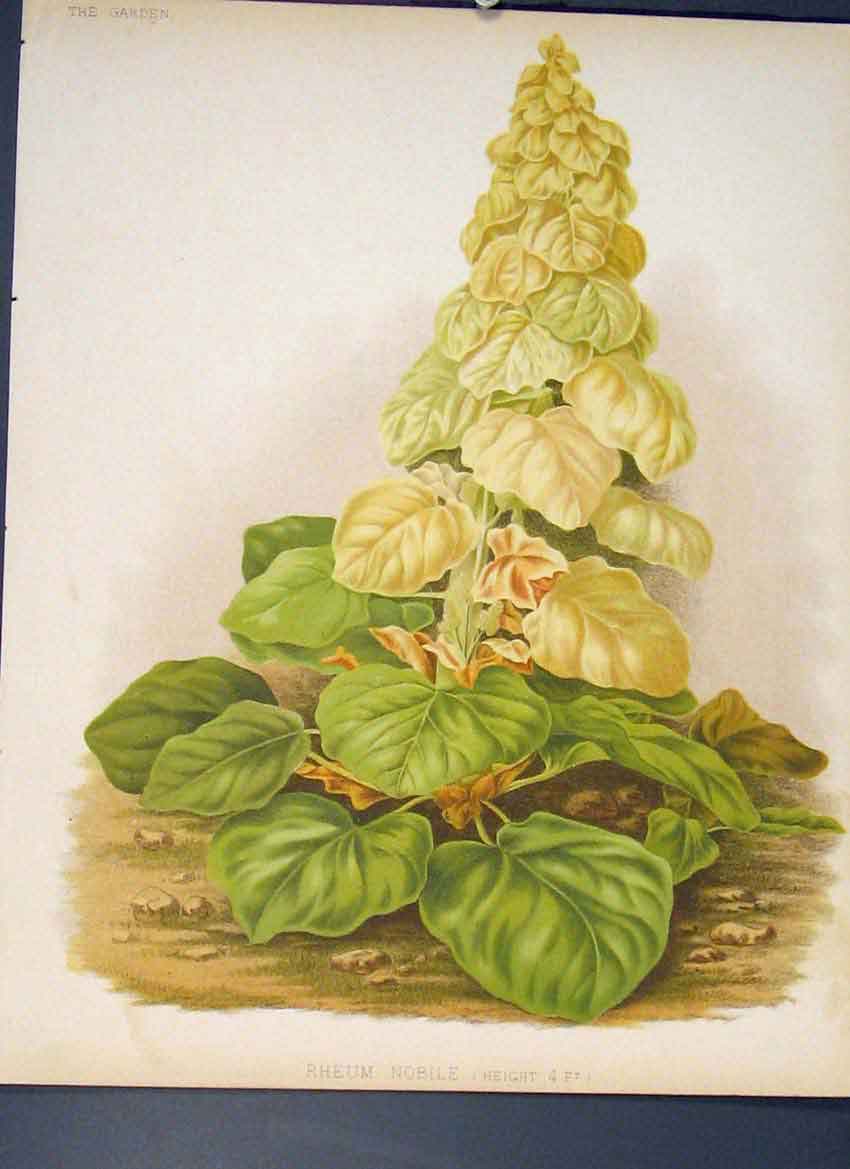 Original Old Antique Print Rhewum Nobile Flower Colour Fine Art