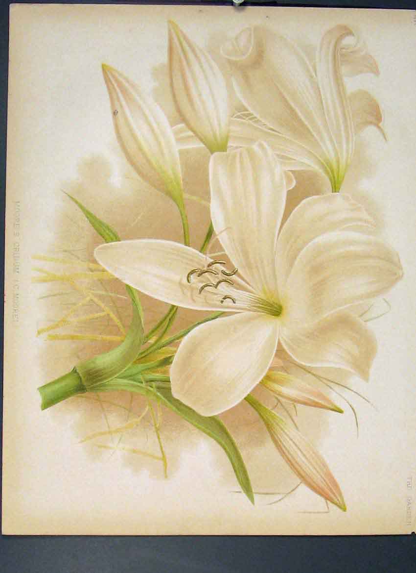 Original Old Antique Print Moore'S Crinum Moorel Flower Colour