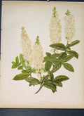 Original Old Antique Print White Alders Clethra Alnifolia Michauxi Flower
