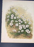 Original Old Antique Print White Rock Flax Linum Viscosum Flower Colour