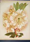 Original Old Antique Print Rhododendron Aucklandi Flower Colour 20th Century
