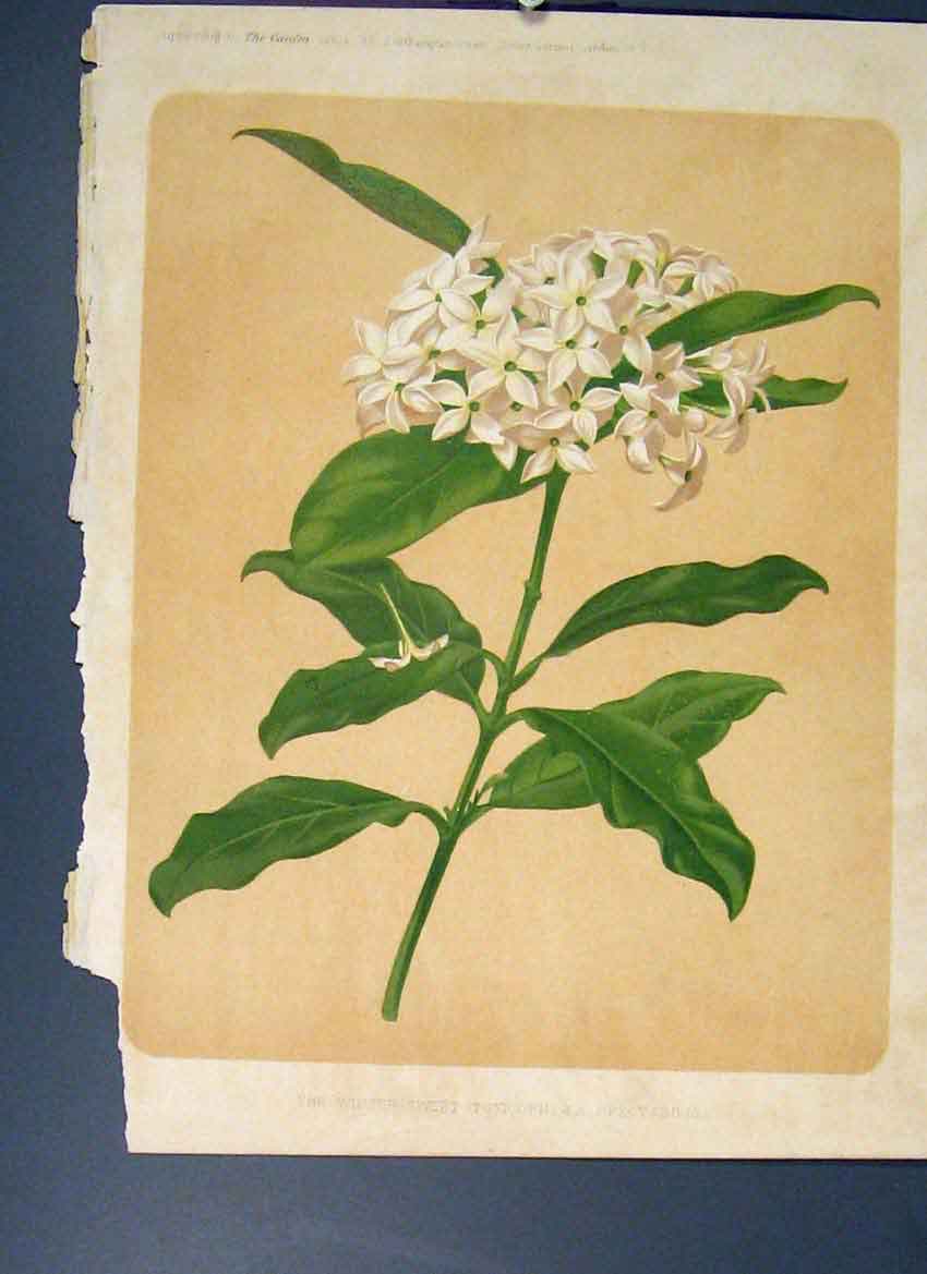 Original Old Antique Print Winter Sweet Toxicophlaea Spectabilis Flower