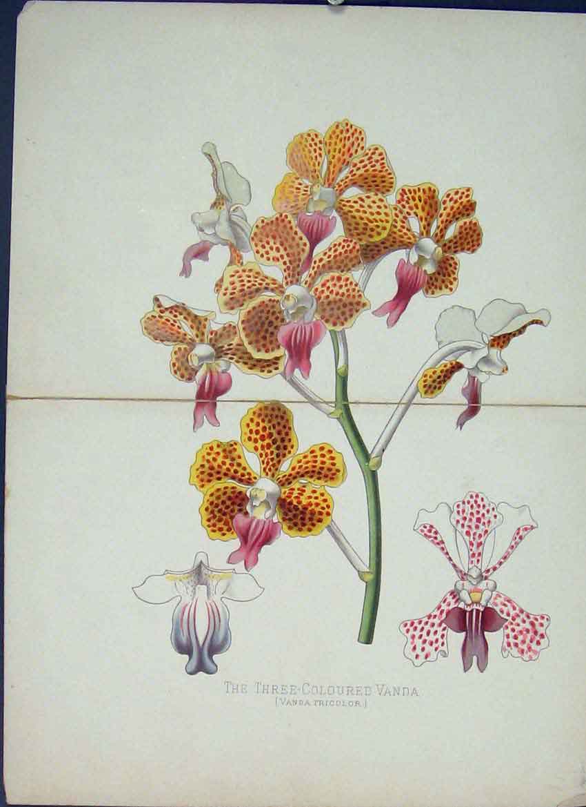 Original Old Antique Print Three-Coloured Vanda Tricolor Flower Fine Art