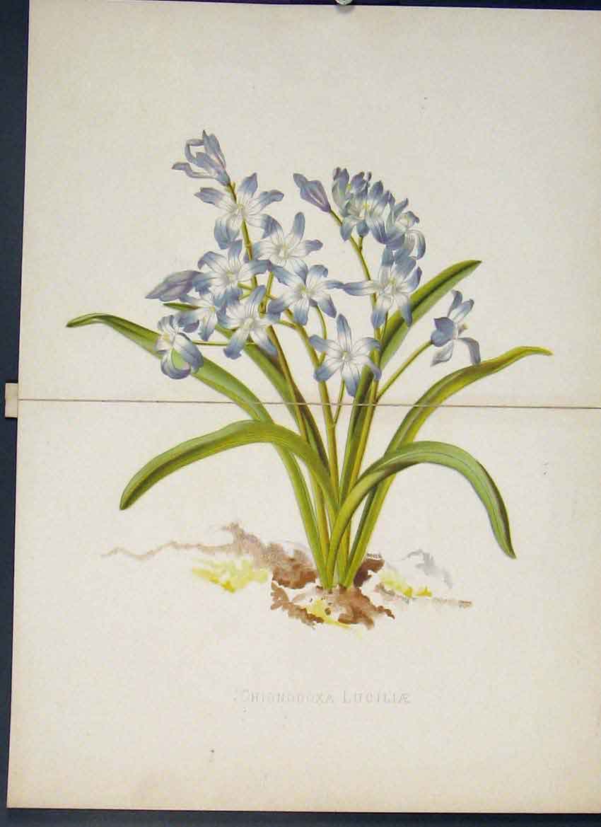 Original Old Antique Print Chionodoxa Luciliae Flower Colour C1880 Victorian