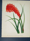 Original Old Antique Print Dwarf Flame Flower Colour Fine Art C1880 Victorian