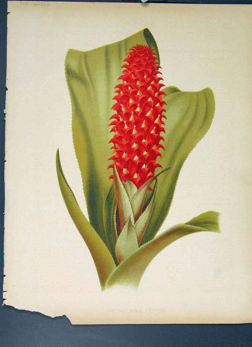 Original Old Antique Print Chevalliera Veitchi Flower Colour C1880 Victorian