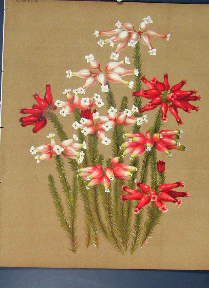 Original Old Antique Print Ref.44 Horticulture Flower Plant Colour C1880