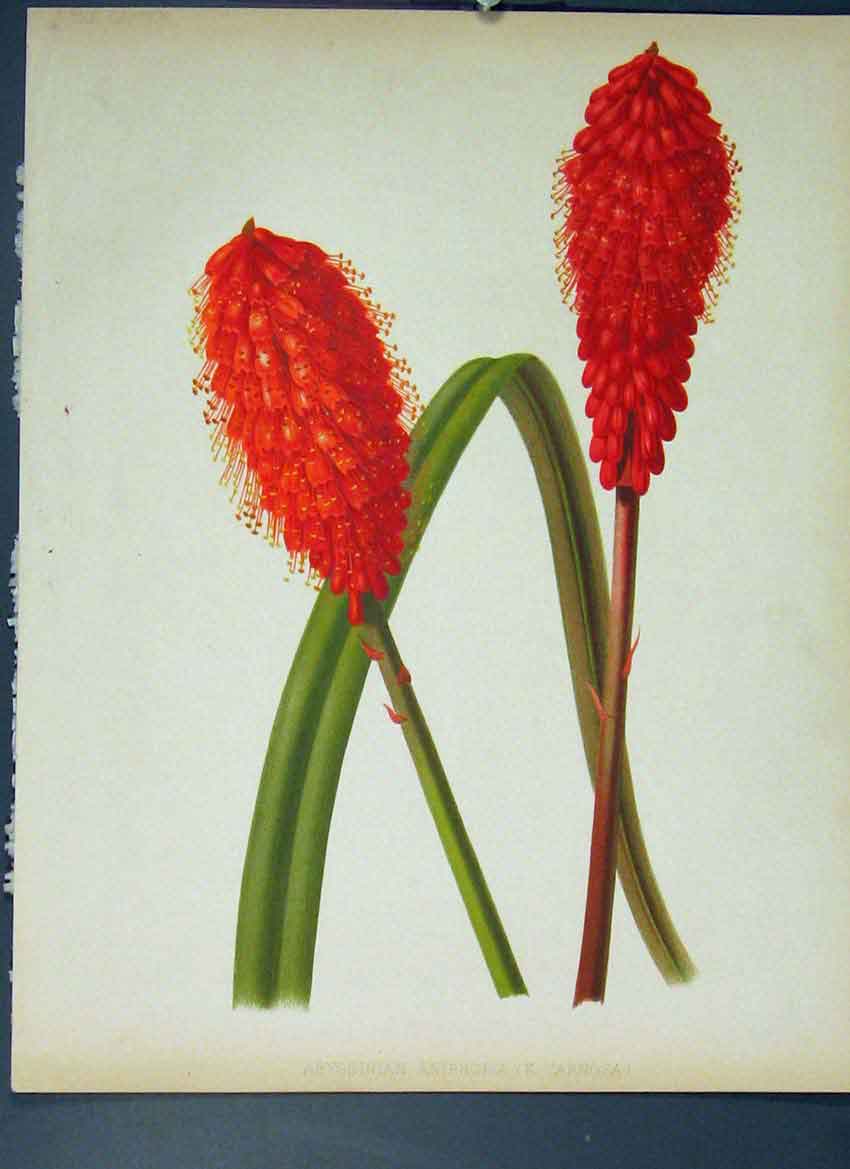 Original Old Antique Print Abyssinian Knipofia Flower Colour C1880 Victorian