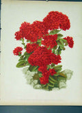 Original Old Antique Print Scarlet Stonecrop Flower Colour C1880 19th