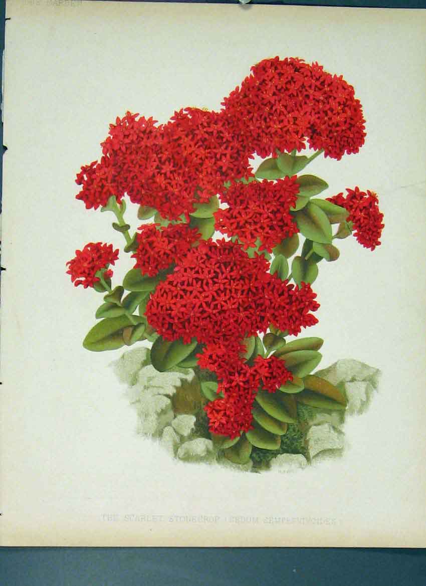 Original Old Antique Print Scarlet Stonecrop Flower Colour C1880 19th