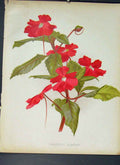Original Old Antique Print Impatiens Hawkeri Flower Colour C1880 19th
