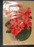 Original Old Antique Print American Sweet Pea Floradale Ambition Lady Ruffles