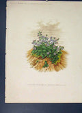 Original Old Antique Print Mountain Forget-Me-Not Flower Colour