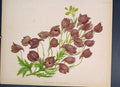 Original Old Antique Print Delphinium Cashmerianum Flower Colour