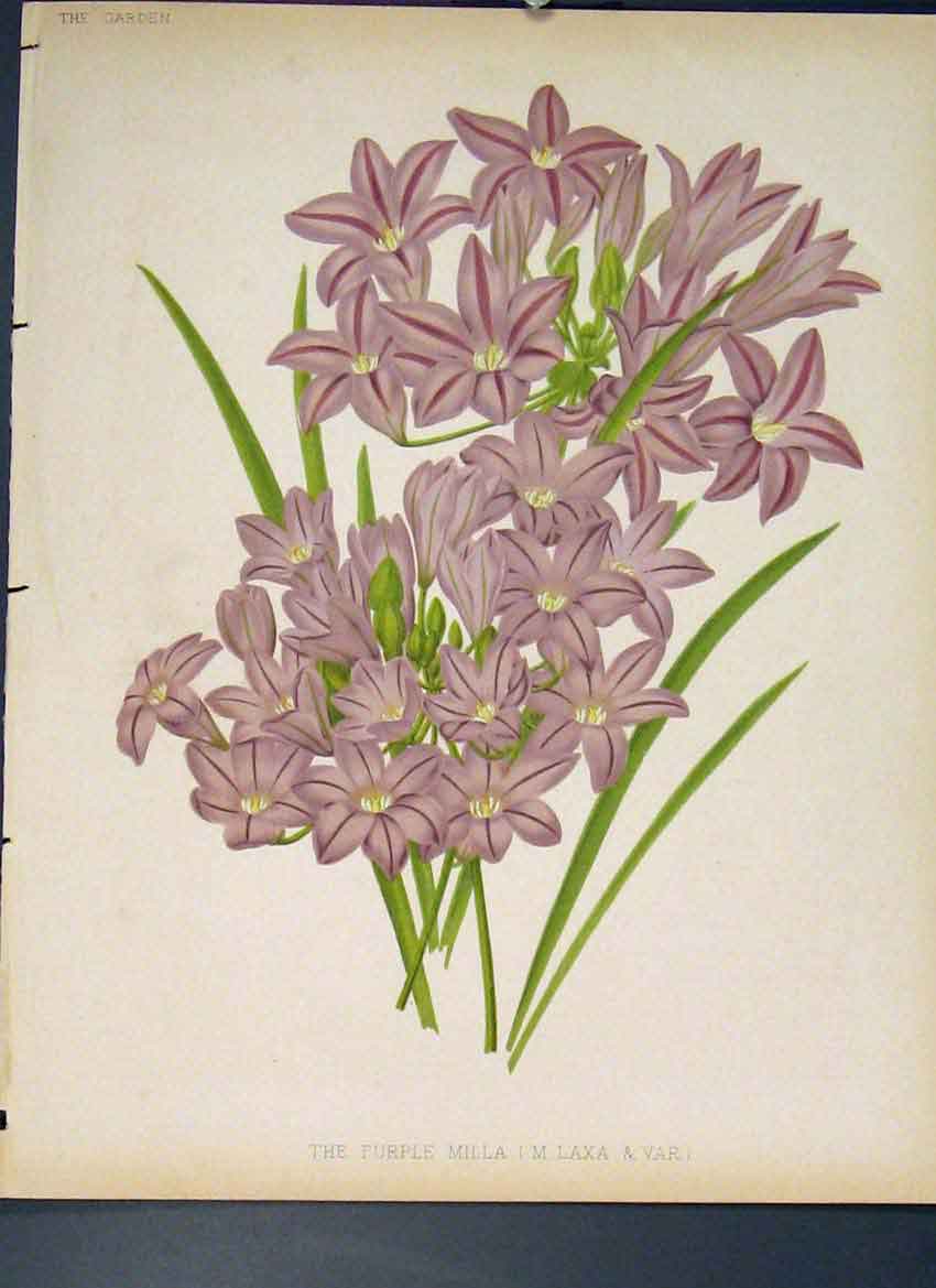 Original Old Antique Print Purple Milla Flower Colour Fine Art C1880 Victorian