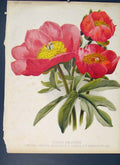 Original Old Antique Print Single Paeonies Flower Colour Fine Art
