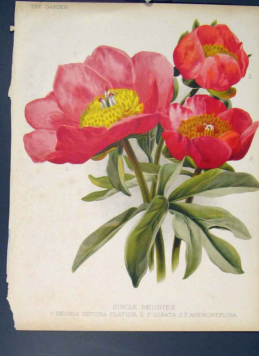 Original Old Antique Print Single Paeonies Flower Colour Fine Art