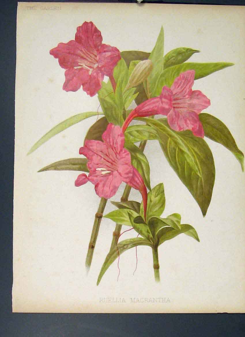 Original Old Antique Print Ruellia Macrantha Flower Colour C1880 19th