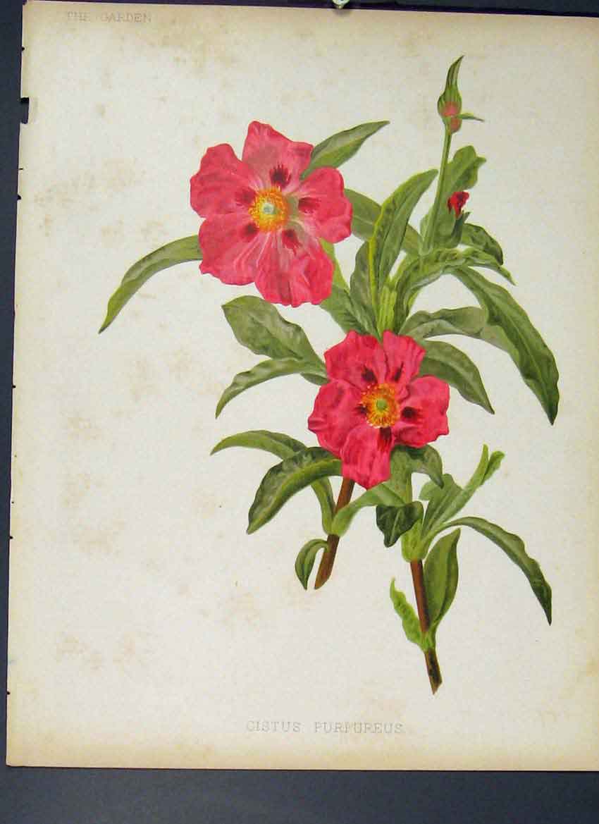 Original Old Antique Print Cistus Purpureus Flower Colour Fine Art