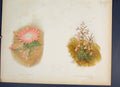 Original Old Antique Print Lewisia Rediviva Micromeria Pirerella Flower Colour