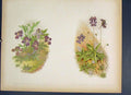 Original Old Antique Print Oncidium Jonesianum Flower Colour C1880 Victorian