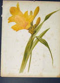 Original Old Antique Print Hemerocallis Dumortierii Flower Colour