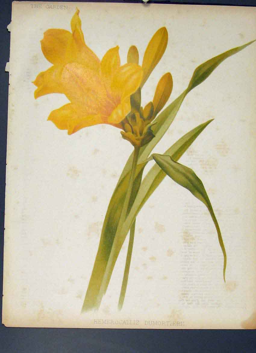 Original Old Antique Print Hemerocallis Dumortierii Flower Colour