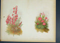 Original Old Antique Print Oxytropis Lamberti Prickly Thrift Flower Colour