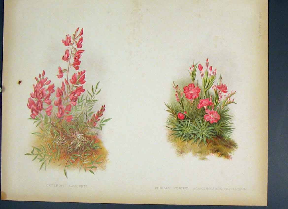 Original Old Antique Print Oxytropis Lamberti Prickly Thrift Flower Colour