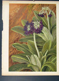 Original Old Antique Print Primula Purpurea Garden Flower Plant Colour