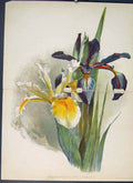 Original Old Antique Print Iris Ochroleuca Monspur Colour Flower