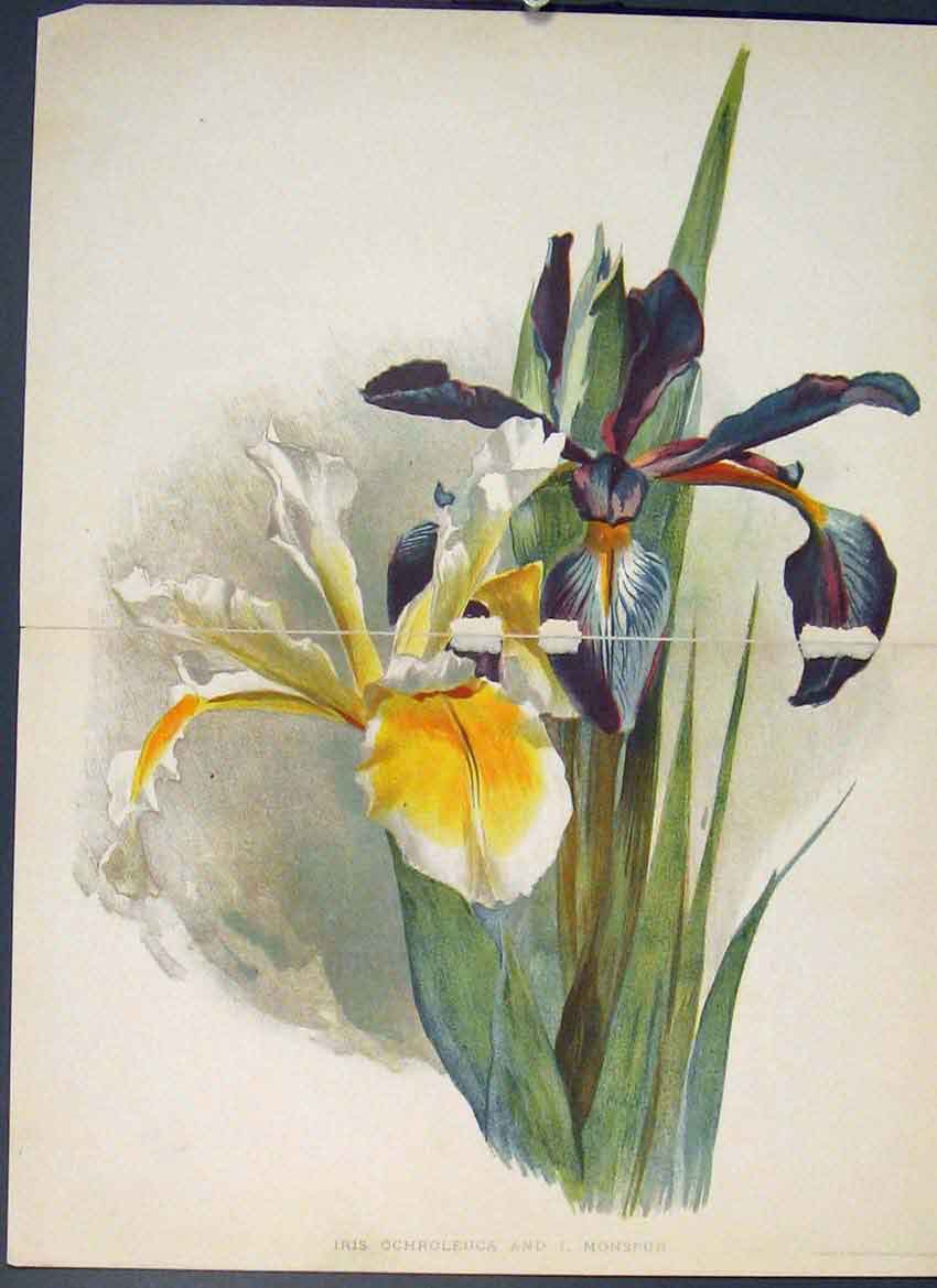 Original Old Antique Print Iris Ochroleuca Monspur Colour Flower