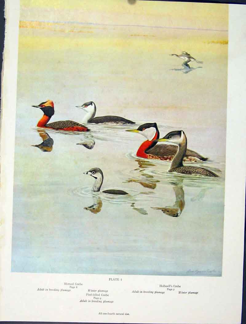 Original Old Antique Print Horned Grebe Billed Holboells Color Fine Art Bird