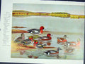 Original Old Antique Print Green Winged Teal Widgeon Baldpate Color Birds