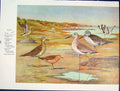 Original Old Antique Print Birds Upland Plover Willet Color Fine Art