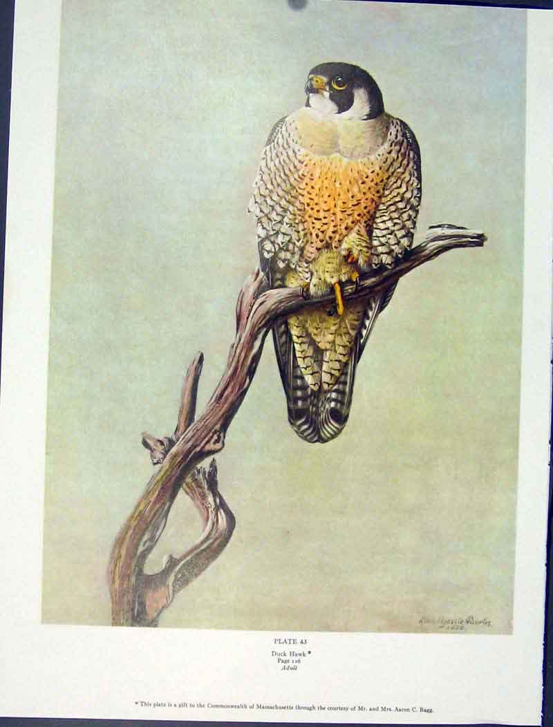 Original Old Vintage Print Color Birds Duck Hawk Adult Fine Art C1939 20th