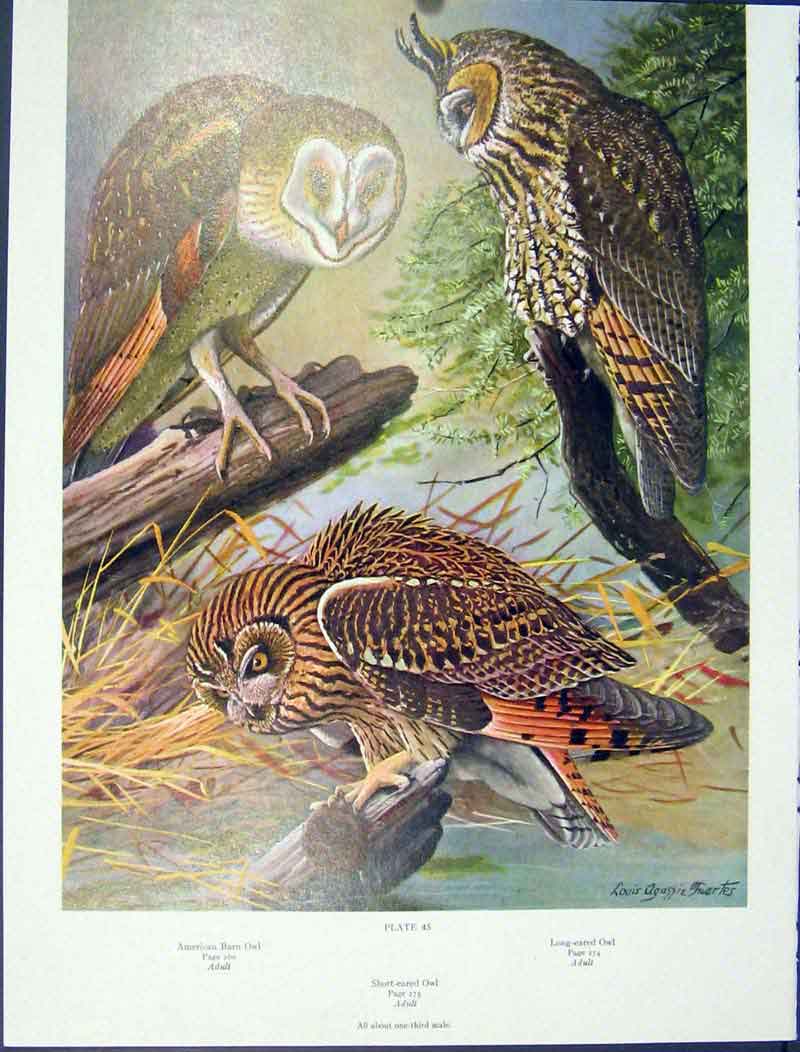Original Old Vintage Print Fine Art Birds Barn Owl Short Long Eared 1939 20th