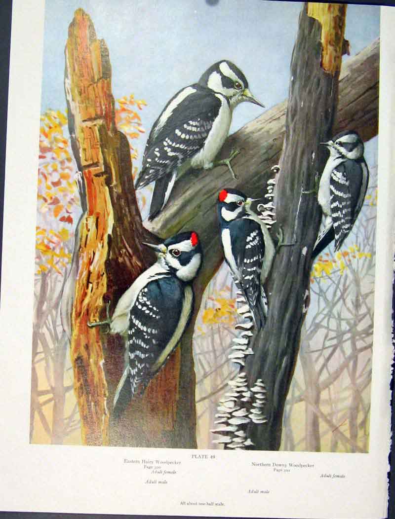 Original Old Antique Print Fine Art Birds Woodpecker Eastern Northern Color