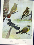Original Old Vintage Print Crested Flycatcher Birds Kingbird Color C1939 20th