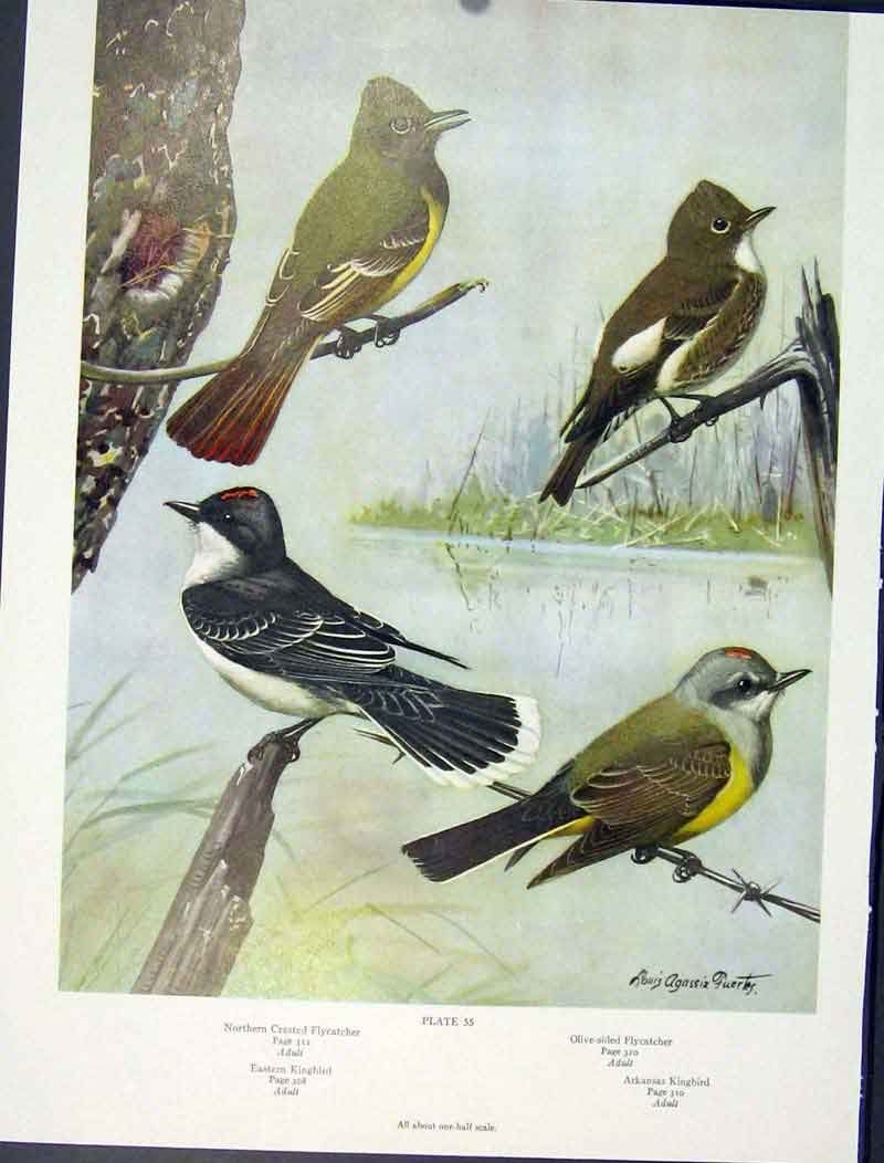 Original Old Vintage Print Crested Flycatcher Birds Kingbird Color C1939 20th
