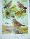 Original Old Vintage Print Orchard Oriole Meadowlark Color Birds 1939 20th