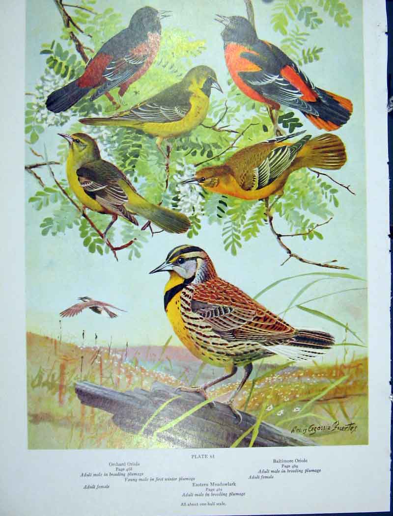 Original Old Vintage Print Orchard Oriole Meadowlark Color Birds 1939 20th
